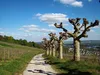 rudesheim-1